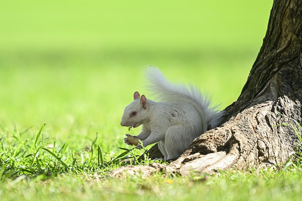 Foto - Doğanın nadir canlıları: Albino sincaplar