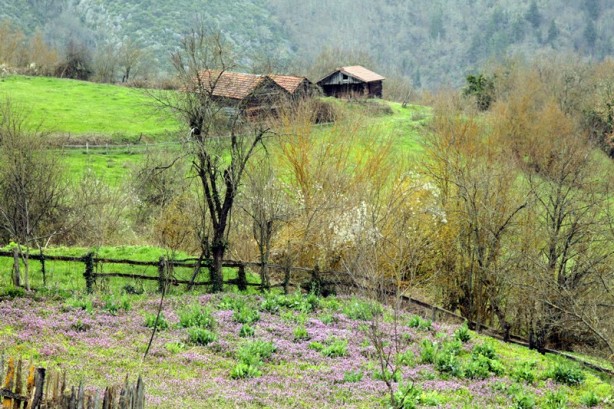 Foto - Doğanın yeşile doyduğu yer: Küre Dağları