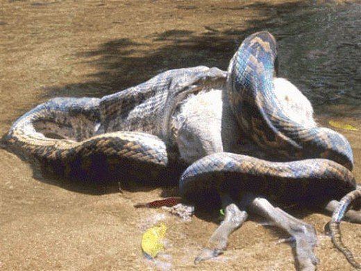 Foto - Doğar doğmaz yem oldu