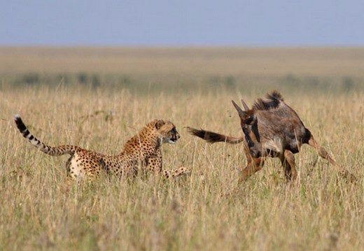 Foto - Doğar doğmaz yem oldu