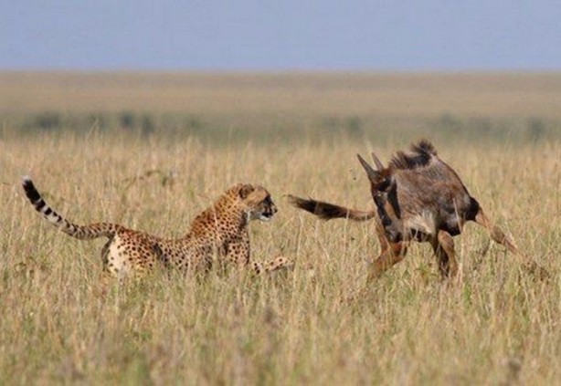 Foto - Doğar doğmaz yem oldu