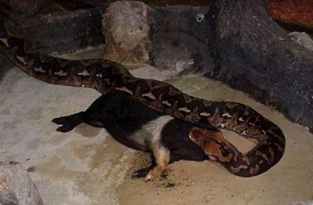 Foto - Doğar doğmaz yem oldu