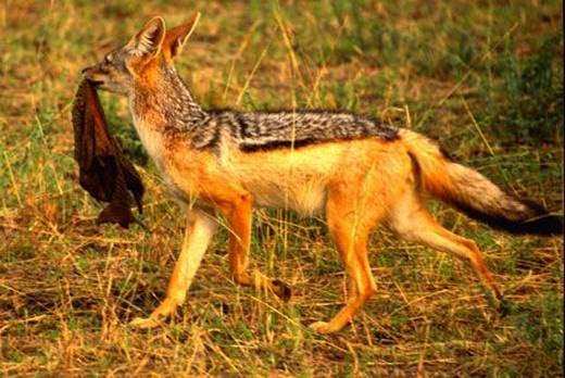 Foto - Doğar doğmaz yem oldu