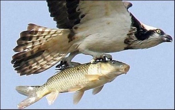 Foto - Doğar doğmaz yem oldu