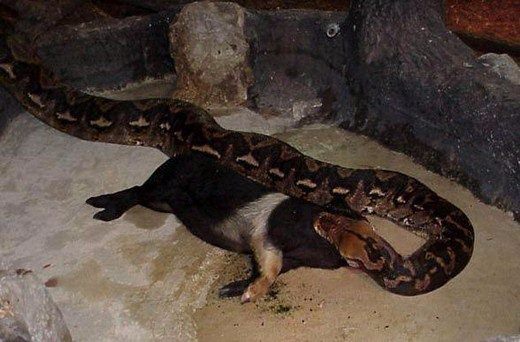 Foto - Doğar doğmaz yem oldu