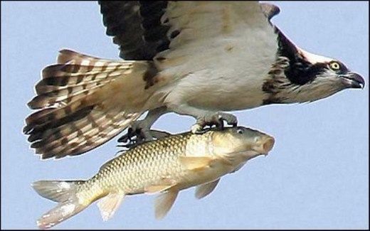 Foto - Doğar doğmaz yem oldu