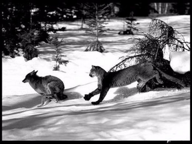 Foto - Doğar doğmaz yem oldu