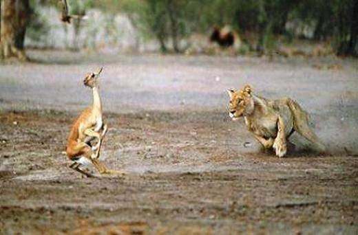 Foto - Doğar doğmaz yem oldu