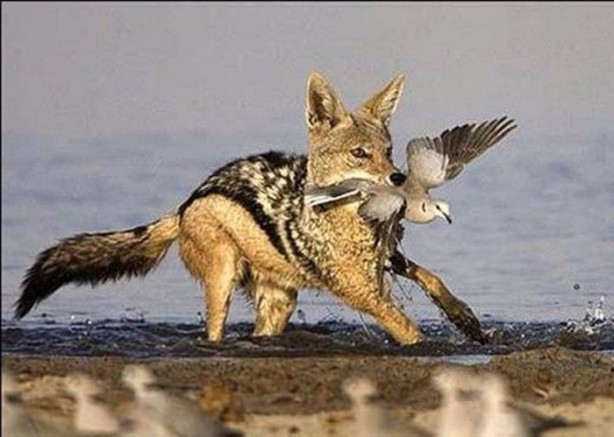 Foto - Doğar doğmaz yem oldu