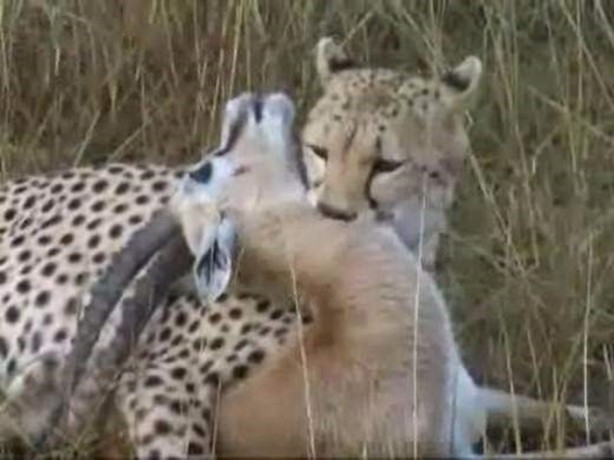 Foto - Doğar doğmaz yem oldu