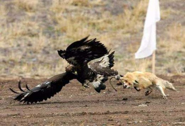 Foto - Doğar doğmaz yem oldu