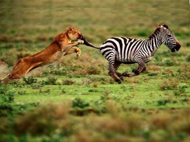 Foto - Doğar doğmaz yem oldu