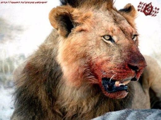 Foto - Doğar doğmaz yem oldu