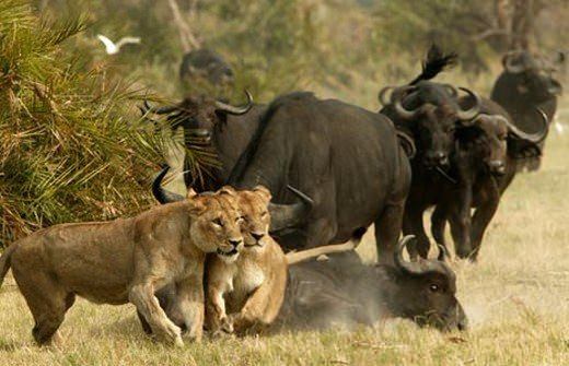 Foto - Doğar doğmaz yem oldu