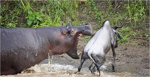 Foto - Doğar doğmaz yem oldu