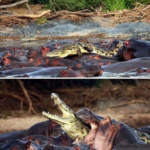 Foto - Doğar doğmaz yem oldu