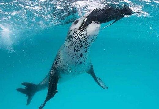 Foto - Doğar doğmaz yem oldu