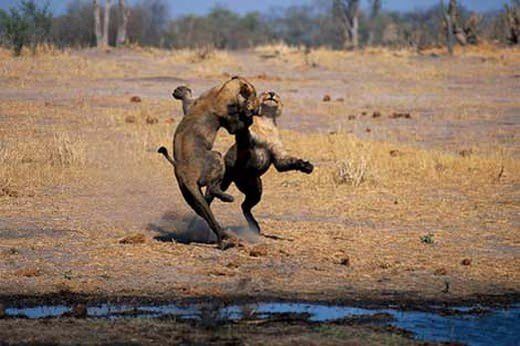 Foto - Doğar doğmaz yem oldu