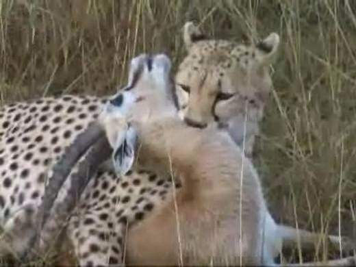 Foto - Doğar doğmaz yem oldu