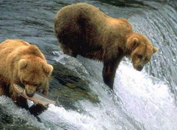 Foto - Doğar doğmaz yem oldu