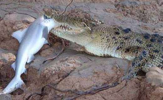 Foto - Doğar doğmaz yem oldu