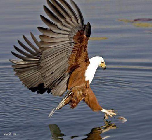 Foto - Doğar doğmaz yem oldu