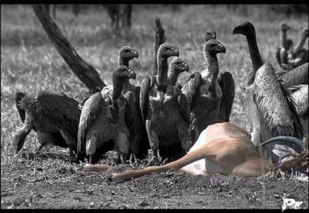 Foto - Doğar doğmaz yem oldu