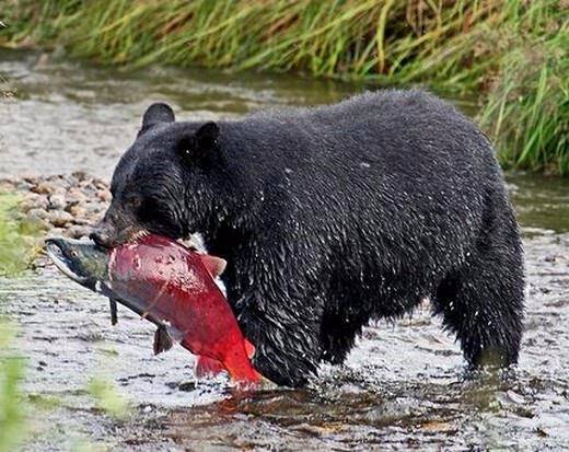 Foto - Doğar doğmaz yem oldu