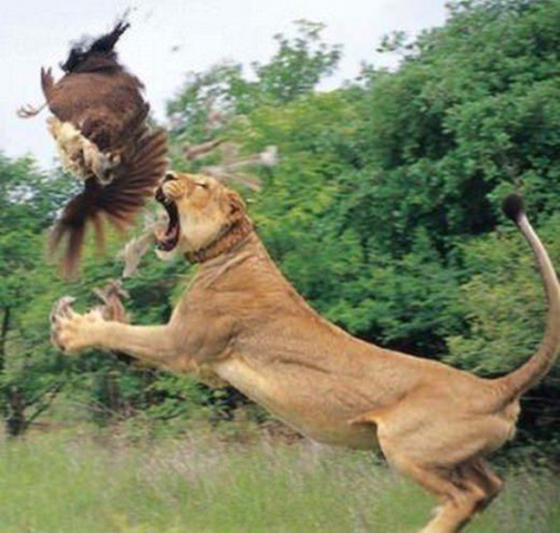 Foto - Doğar doğmaz yem oldu