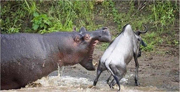 Foto - Doğar doğmaz yem oldu