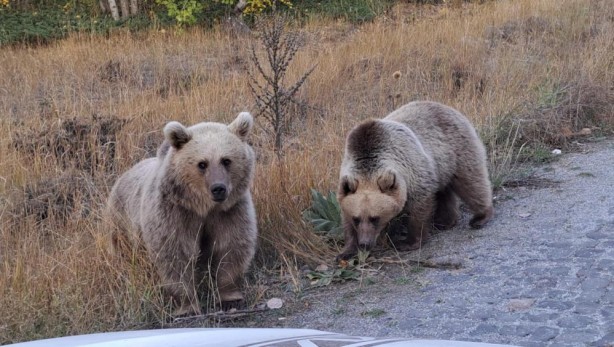 Foto - Doğaseverlere ayı sürprizi