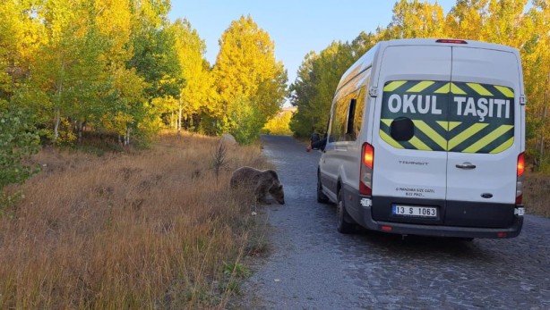 Foto - Doğaseverlere ayı sürprizi