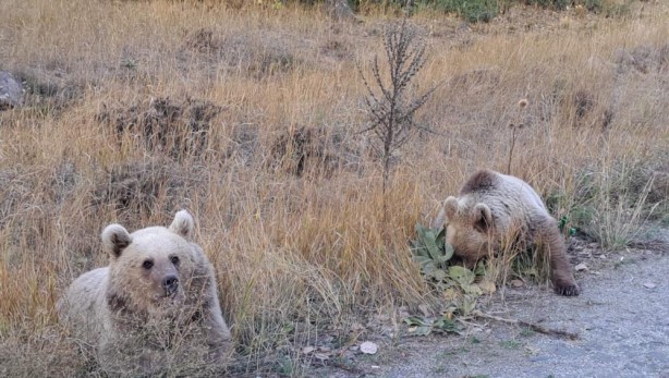 Foto - Doğaseverlere ayı sürprizi