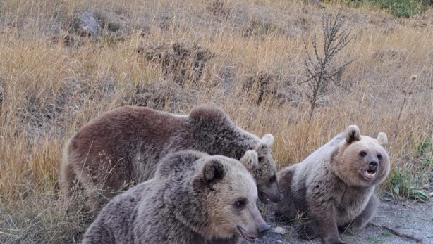 Foto - Doğaseverlere ayı sürprizi