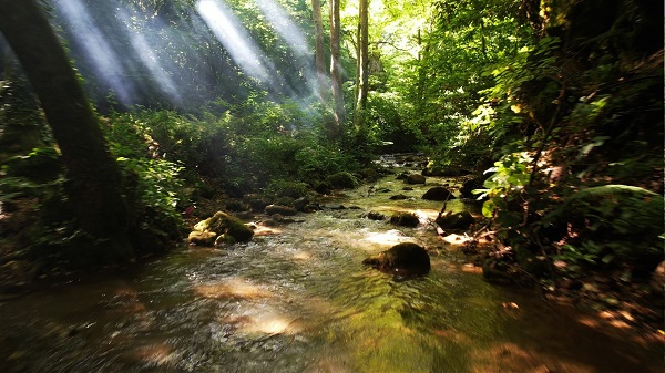 Foto - Doğaseverleri bekleyen güzellik