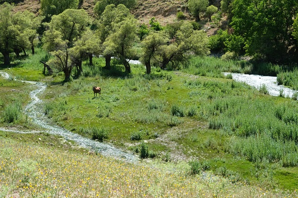 Foto - Doğaseverlerin yeni rotası