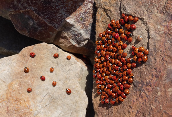 Foto - Doğaseverlerin yeni rotası: Uludaz Tepesi