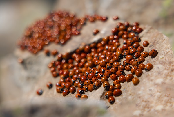 Foto - Doğaseverlerin yeni rotası: Uludaz Tepesi