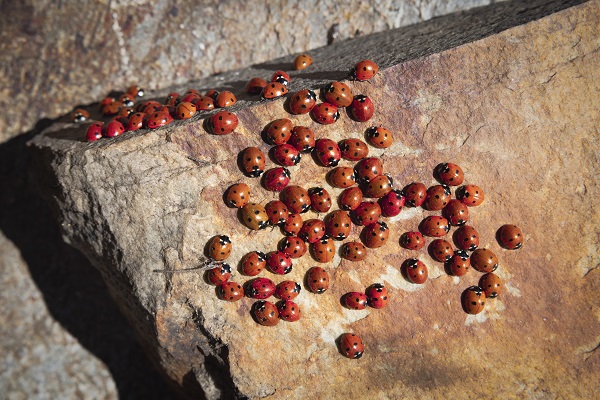 Foto - Doğaseverlerin yeni rotası: Uludaz Tepesi