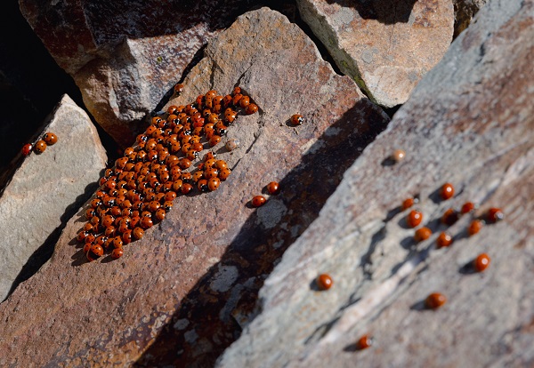 Foto - Doğaseverlerin yeni rotası: Uludaz Tepesi