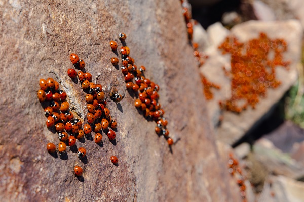 Foto - Doğaseverlerin yeni rotası: Uludaz Tepesi
