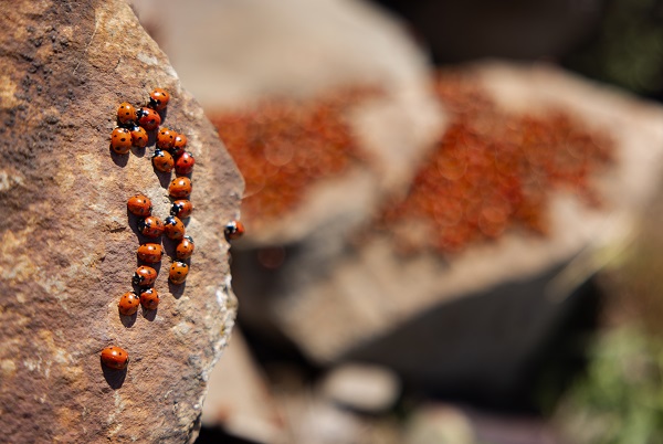 Foto - Doğaseverlerin yeni rotası: Uludaz Tepesi