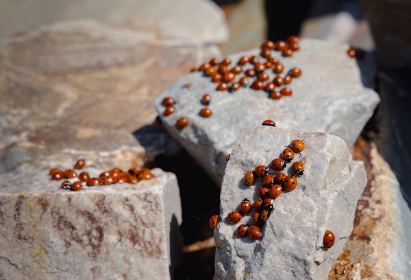 Doğaseverlerin yeni rotası: Uludaz Tepesi