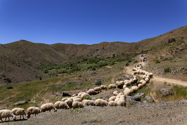 Foto - Doğasıyla gezginlerin uğrak noktası: Berve Gölü