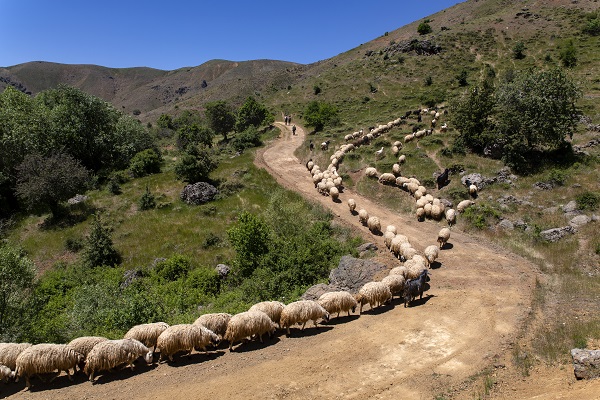 Foto - Doğasıyla gezginlerin uğrak noktası: Berve Gölü