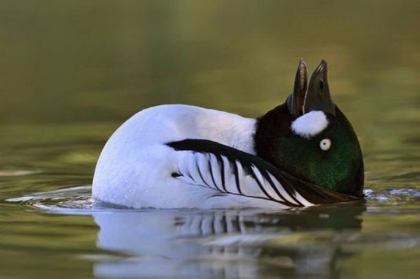 Foto - Doğaüstü olaylar ve tuhaf fotoğraflar
