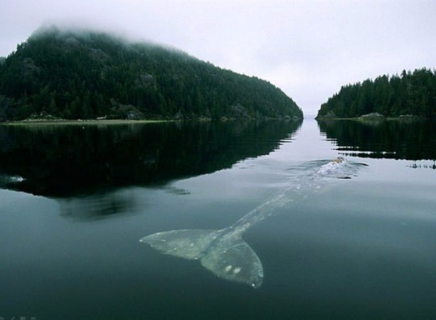 Foto - Doğaüstü olaylar ve tuhaf fotoğraflar