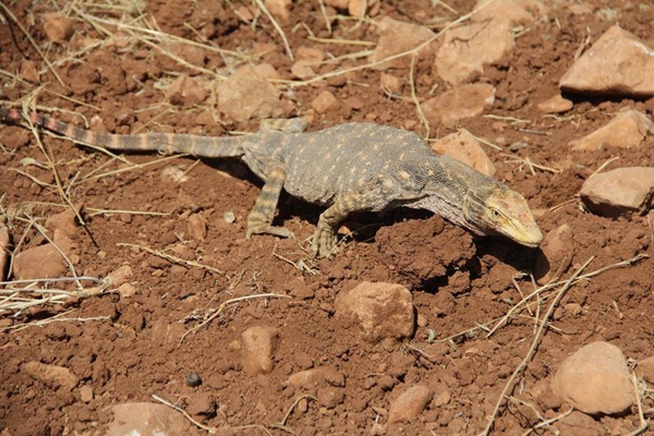 Foto - Doğaya bırakıldı