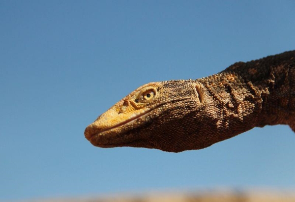 Foto - Doğaya bırakıldı