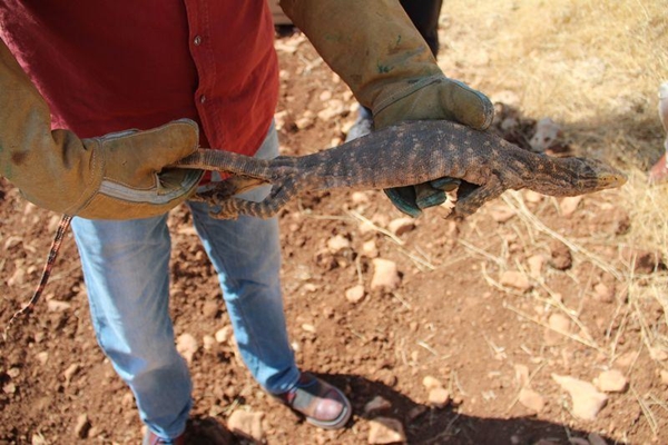 Foto - Doğaya bırakıldı